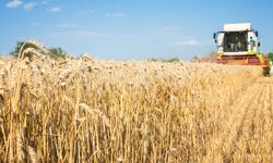 Rus Saldırısı Sonrası Buğday Fiyatları Sıçradı