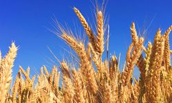 Tohumluk Buğday Fiyatı Yüzde 200 Zamlandı