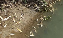 Ceyhan Nehri’nde oksijensiz kalan balıklar telef oldu