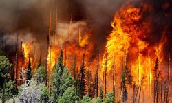 Mersin'de orman yangını kuvvetli rüzgar ile daha da yayıldı