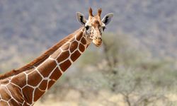 Zürafa 16 aylık bebeği çiğneyerek öldürdü