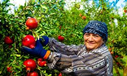 3,6 milyon kadın çiftçiye eğitim verildi