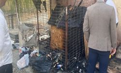 İzmir'de vahşet! Bir köpeği diri diri yaktılar!