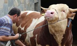 Kurban etiyle ilgili kritik uyarı! Sakın böyle yemeyin