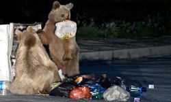 Boz ayılar yiyecek ararken böyle görüntülendi