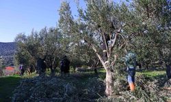 Zeytin ağacı ne zaman budanır