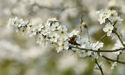 Nevruz Bayramı nedir, nasıl kutlanır?