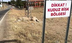 Kuduz alarmı: Bir mahalle karantinada!