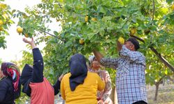 Kahramanmaraş Ayvayı Yedi!