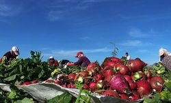 O Şehirde turp hasadı bakın nasıl yapılıyor?