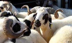 Kahramanmaraş’ta Kurbanlık fiyatları açıklandı!