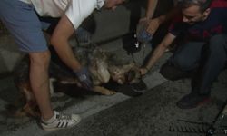 Bursa’daki yangından etkilenen hayvanlar böyle kurtarıldı.