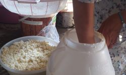 Kuma gömülerek olgunlaştırılan küp peyniri, asırlık lezzetini koruyor.