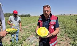 Bir ilk! Sarı karpuz dönemi başladı.