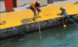 Nesli tehlike altındaki balığı limanda zıpkınla vurdular.