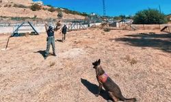 Van jandarmanın hassas burunlu can dostları parkurda ter döküyor.