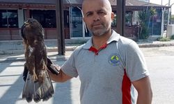 Bitkin halde bulunan şahin koruma altına alındı.