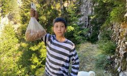 Artvinli minik Eymen, çam sakızını 5 bin liraya satıyor.