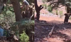 Kahramanmaraş'ta ormanlık alanda ağaç kesen 2 kişi yakalandı