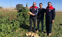 Bayburt’ta şeker pancarı sökümü başladı.
