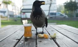 Bu karga çay içip Rize helvası yiyor.