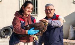 Tunceli'de yaralı halde bulunan kartal, tedavi altına alındı