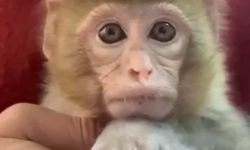 Elazığ’da yakalanan maymun koruma altına alındı