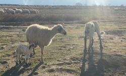 Anne koyun kuzusunu korumak siper oldu