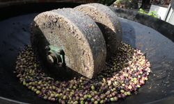 Zeytinyağında dededen kalma "taş baskı" yöntemini yaşatıyor