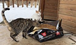 Soğuk havalarda sokak hayvanlarına şefkat eli