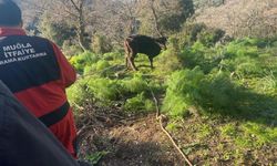 Muğla’nın Bodrum ilçesinde kuyuya düşen buzağı kurtarıldı