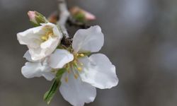 İlk Cemre düştü mü ne zaman düşecek?