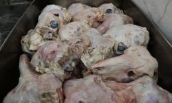 'Gözünün yağını yiyeyim' deyimi buradan geliyor.