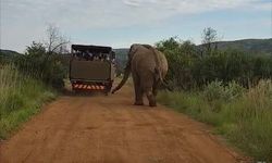 Safari turunda Türk turistleri fil kovaladı
