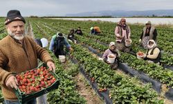 Mersin'de açıkta çilek hasadı başladı: İç pazarda kilogramı 65 ile 75 TL arasında