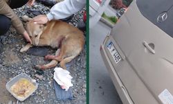 "Köpeğe çarptın" tartışması kamerada