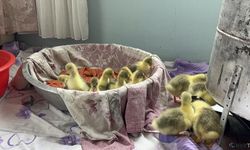 Kars'ta kazlar kuluçkada, köylerde seferberlik başladı