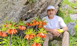 Bu laleleri koparmanın cezası 700 bin lira