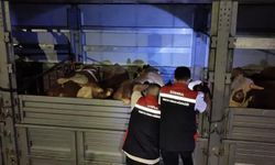 Kurban Bayramı öncesi İstanbul'da sevk noktalarında yoğun mesai