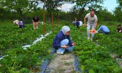 Çilek tarlasında yeni konsept: Ye doyana kadar, topladığını öde
