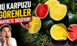 Bu karpuzu görenler hayrete düşüyor.