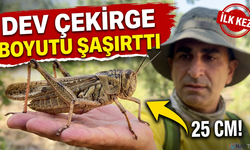Türkiye'de Dev Çekirge Hareketliliği!