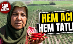 İşçiler 40 derece sıcakta biber hasadı yapıyor.