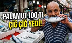 Palamut 100 liraya düştü, balıkçı çiğ çiğ yedi