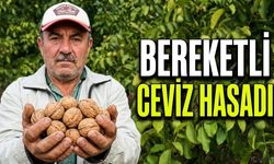 Bereketli ceviz hasadı başladı.