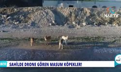 SAHİLDE DRONE GÖREN MASUM KÖPEKLER