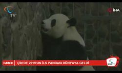 Çin’de 2019’un ilk pandası dünyaya geldi