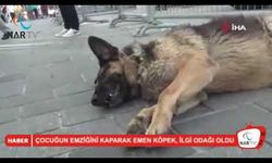 ÇOCUĞUN EMZİĞİNİ KAPARAK EMEN KÖPEK, İLGİ ODAĞI OLDU