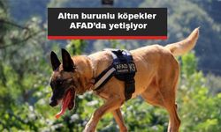 Altın burunlu köpekler AFAD’da yetişiyor