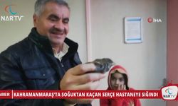 KAHRAMANMARAŞ’TA SOĞUKTAN KAÇAN SERÇE HASTANEYE SIĞINDI